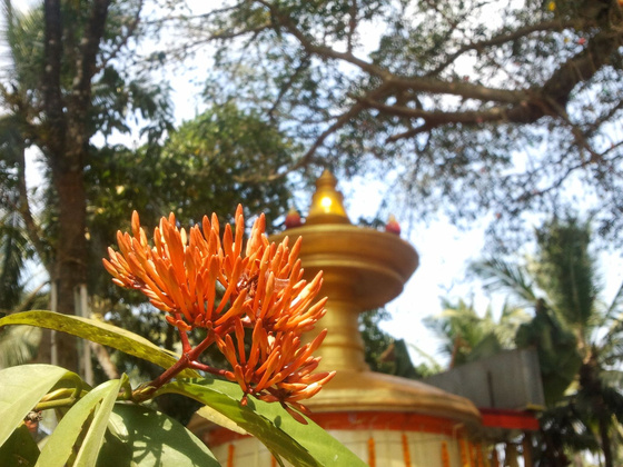 IndiaPass: Indiai templomfesztivál