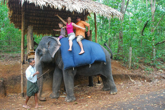 IndiaPass: Indiai elefánt