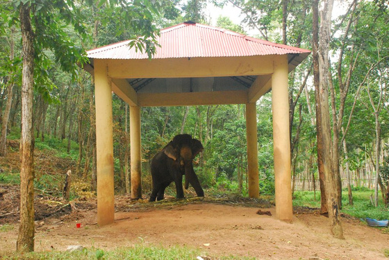 IndiaPass: Indiai elefánt