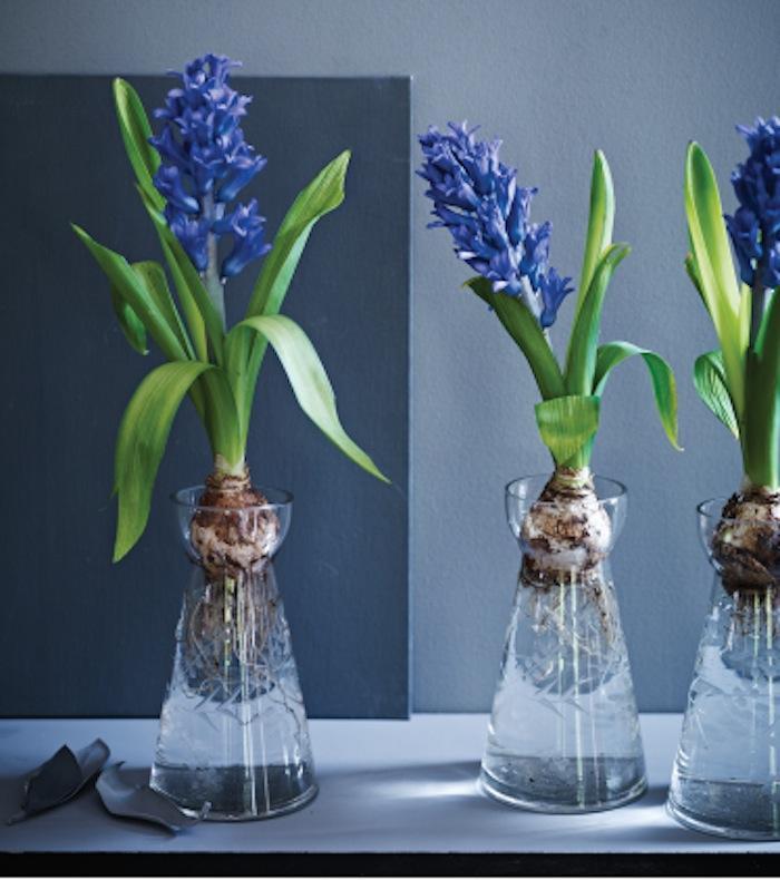700_hyacinth-bulb-vases-from-cox-and-cox.jpg