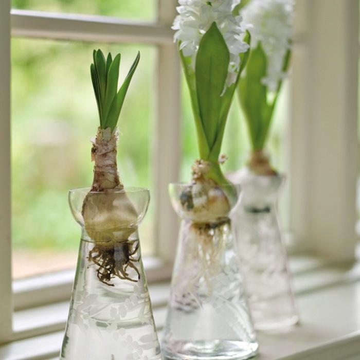 700_vases-for-forced-bulbs.jpg