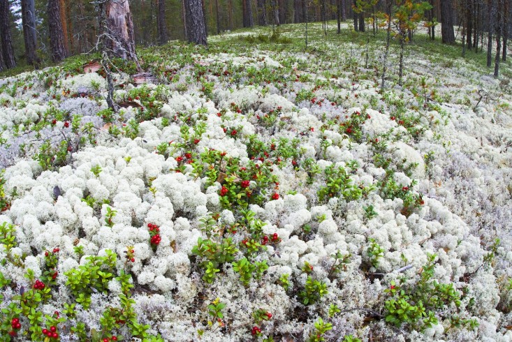 Reindeer-moss-2-Gardenista.jpg