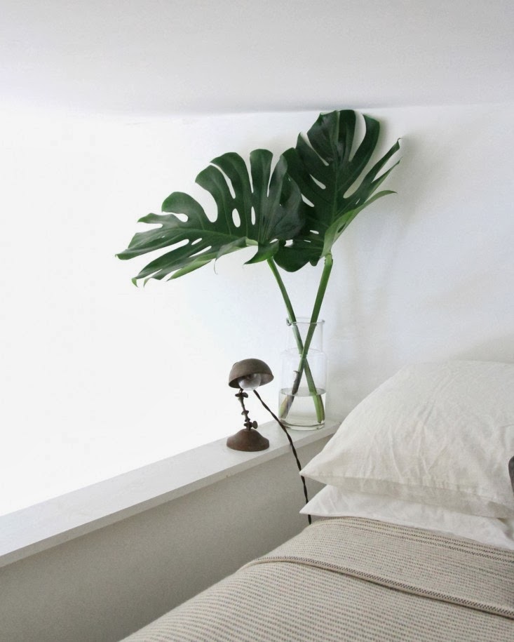 bed_monstera_erinboyle_gardenista.jpg