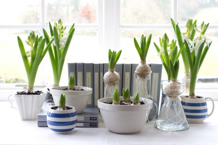 forced-hyacinth-bulbs-gardenista-3.jpg
