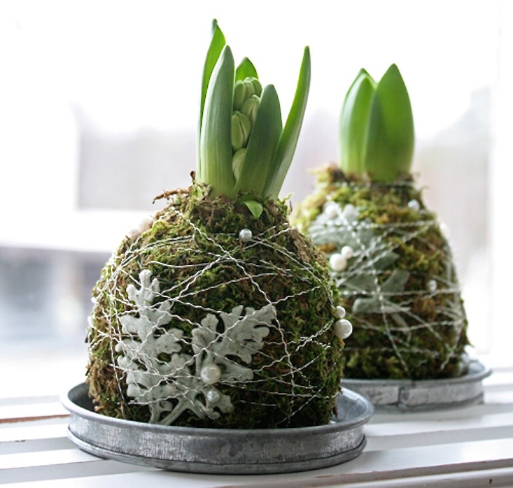 forcing-hyacinth-bulbs-gardenista.jpg