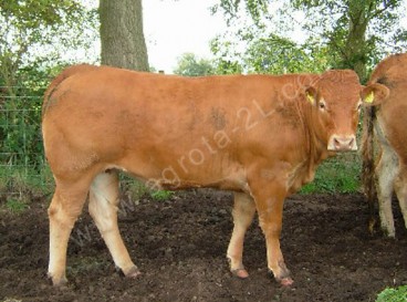 limousin-heifer-1-1-368x273.jpg