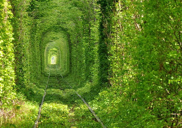 Beautiful-Train-Tree-Tunnel-1-580x435.jpg