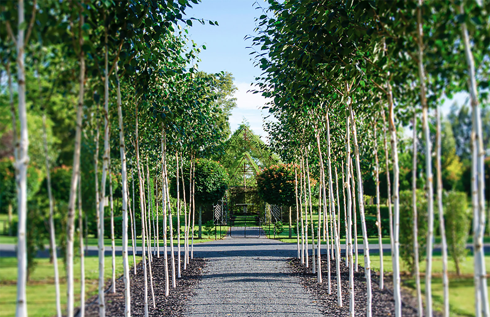 tree-church-barry-cox-new-zealand-4-copy.jpg