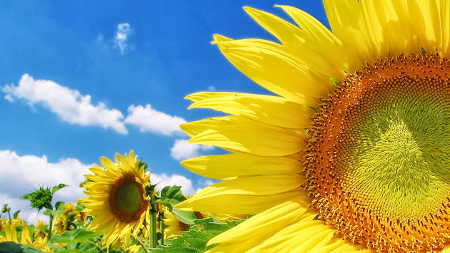 sunflower_1600_x_1200.jpg