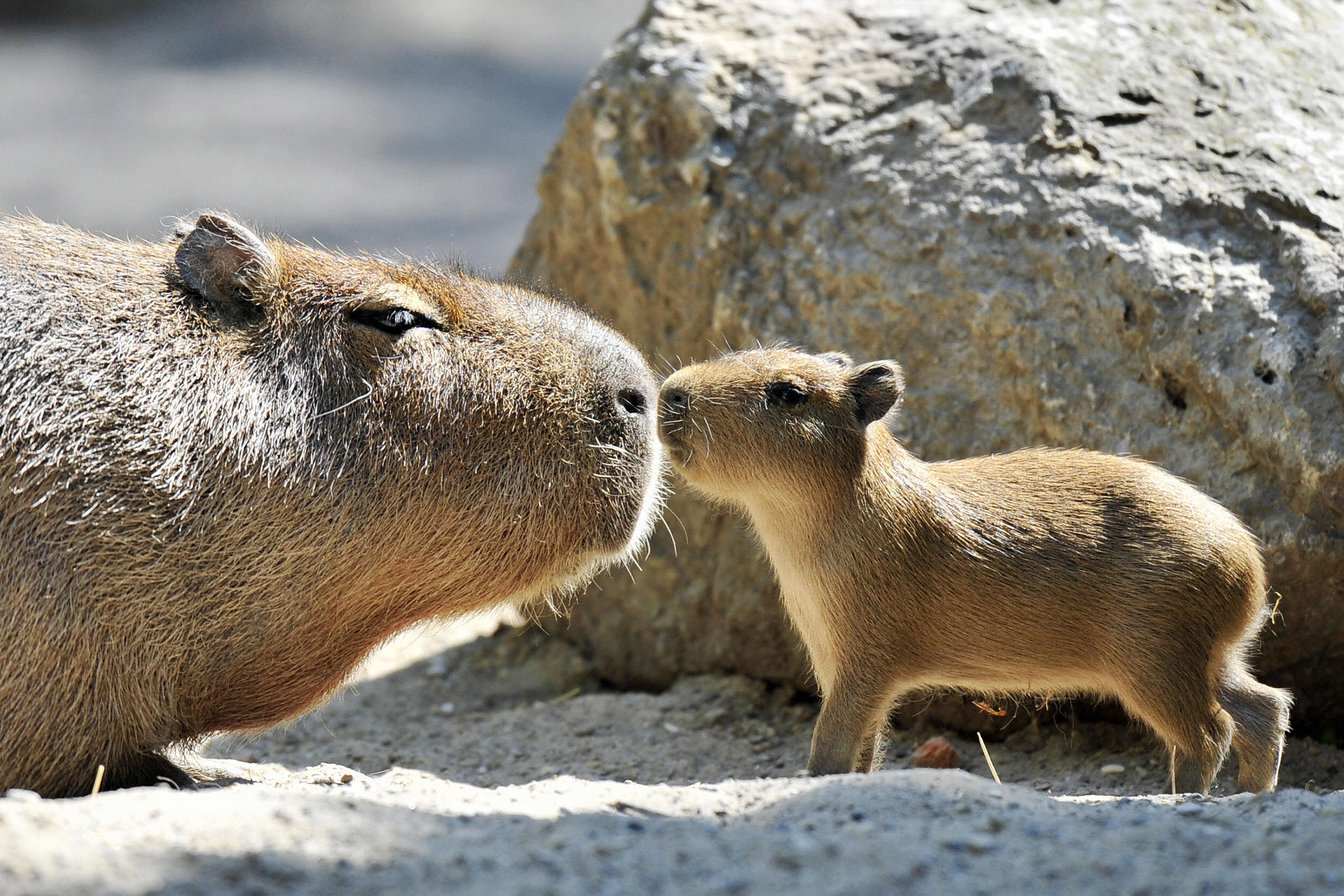 a-capybara-mother-and-her-young-walk-inv-1.jpg