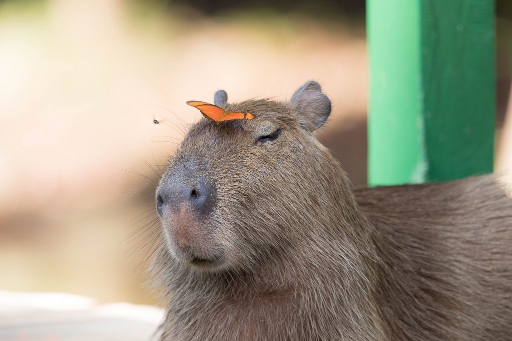 capibara.jpg