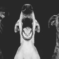 Szenzációs kutyaportrék