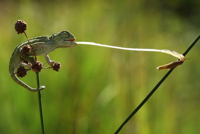 mehmet-karaca_turkey_shortlist_nature-and-wildlife_professional-comeptition_2013_press-1.jpg