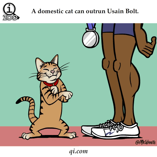 cat-faster-than-usain-bolt-science-facts-animated-gifs.gif