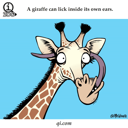 giraffe-can-lick-inside-its-own-ears.gif