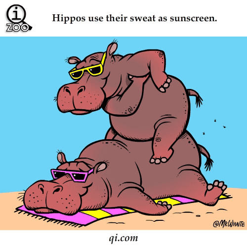 hippos-use-sweat-as-suncreen.gif