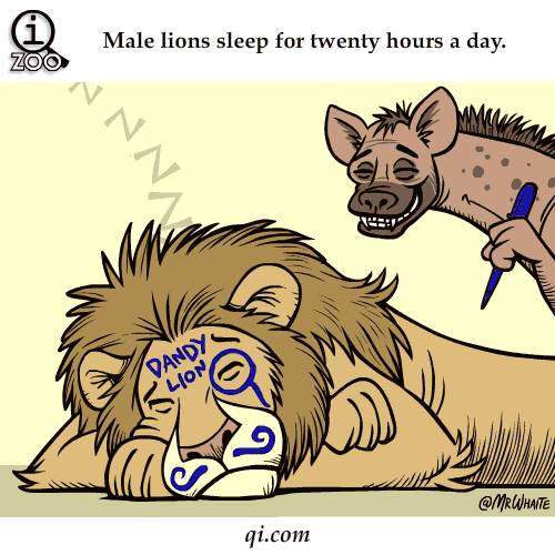 male-lions-sleep-20-hours-a-day-science-facts-animated-gifs.gif
