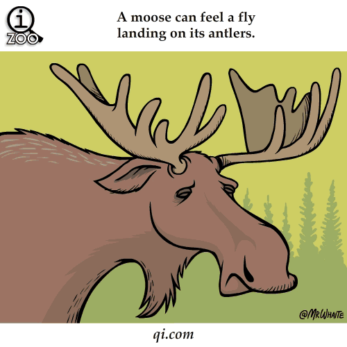 moose-can-feel-fly-on-antlers-science-facts-animated-gifs.gif