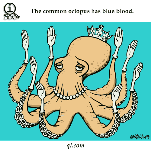 octopus-have-blue-blood-science-facts-animated-gifs.gif