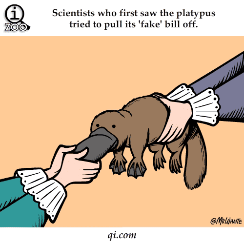 platypus-fake-bill-science-facts-animated-gifs.gif