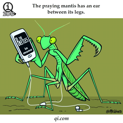 praying-mantis-ear-between-legs-science-facts-animated-gifs.gif