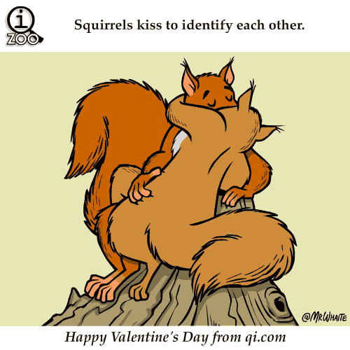 squirrels-kiss-to-identify-each-other-science-facts-animated-gifs.gif