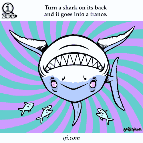 turn-shark-on-back-and-it-goes-into-trance-science-facts-animated-gifs.gif