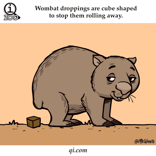 wombat-poo-cubes-science-facts-animated-gifs.gif
