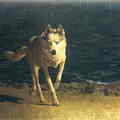 Jamie Wyeth: Wolf Dog