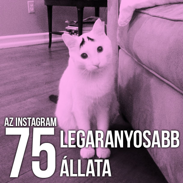 75allat.jpg