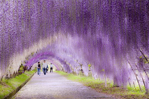 amazing-tree-tunnels-3-2.jpg