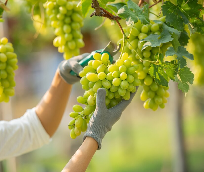female-wearing-overalls-collecting-grapes-vineyard_1150-42489.jpg
