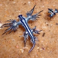 Glaucus atlanticus, az igazi Kék Sárkány