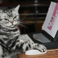 Számítógépező macska