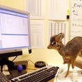 Kis antilop és a számítógép
