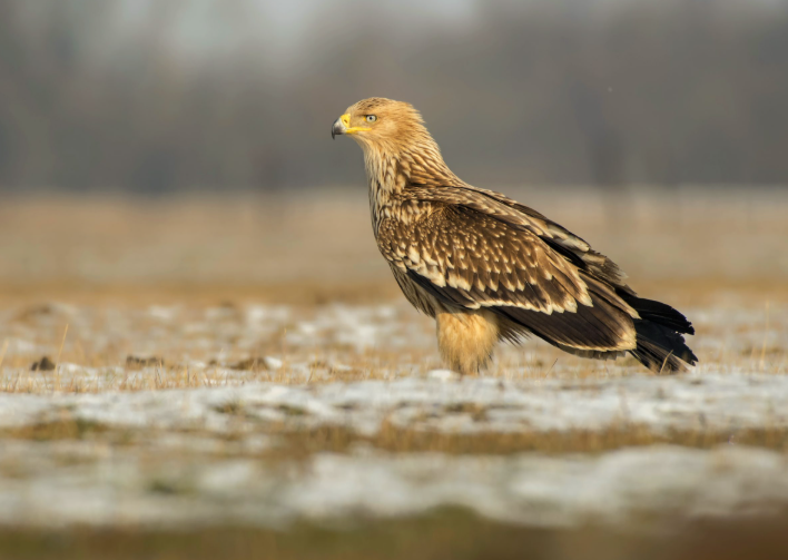 Woodpecker Grand Slam: How to See All 9 European Species in One Trip