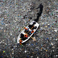 Szemétsziget lakói: a műanyagnassoló halak