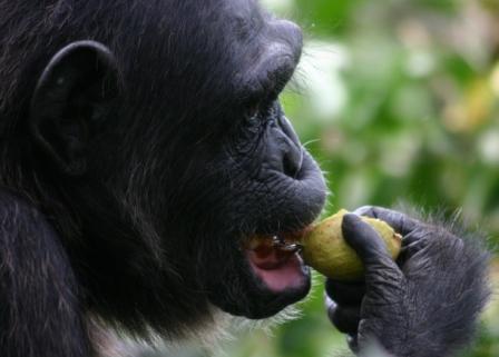 1_-chimp-eating-fig.jpg