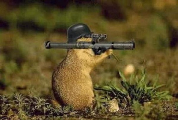 animal-with-gun-funny-war.jpg