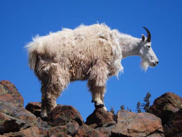 mountain-goat-k.jpg