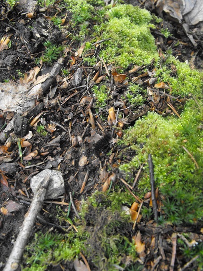 tavasz_2014_08.jpg