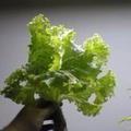 Hidroponikus saláta -  חסה  הידרופוני