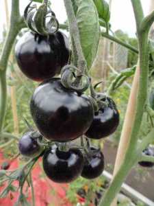 black_tomato.jpg