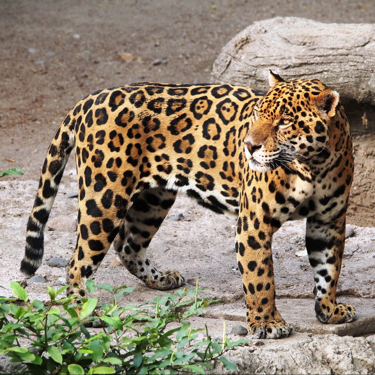 jaguar-_time_land_conservation.jpg