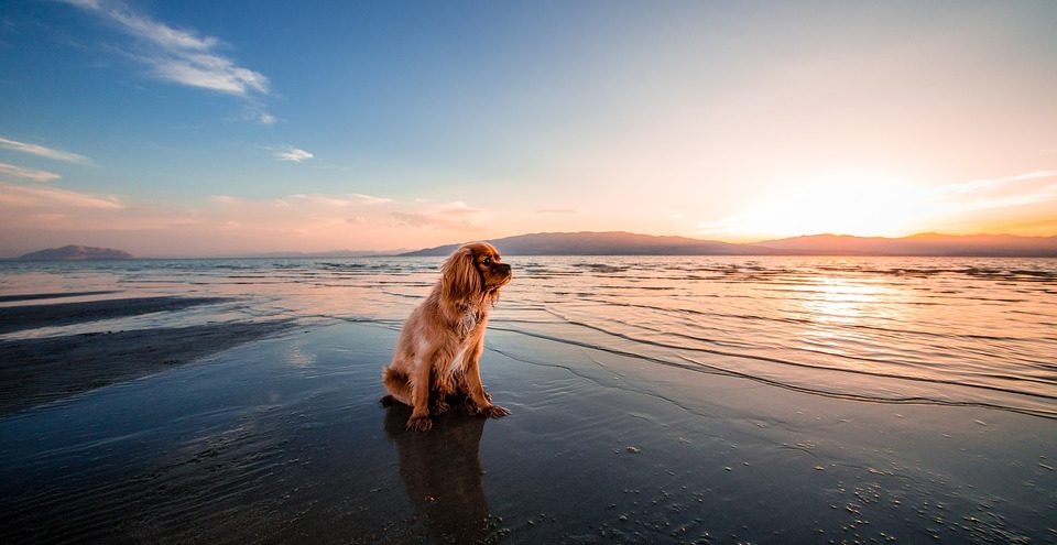 cane-spiaggia-tramonto-960x495.jpg