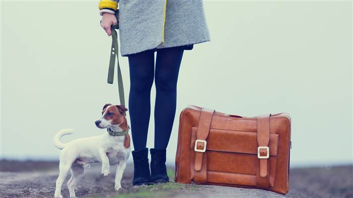 dog-travel-suitcase-stock-today-161021-tease-01_a2d448461eb79d1dd803c976f5893477_today-inline-large.jpg