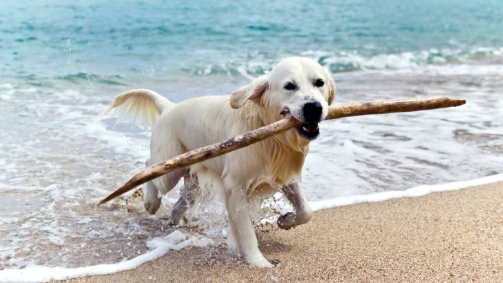 pet-friendly-dog-on-the-beach.jpg