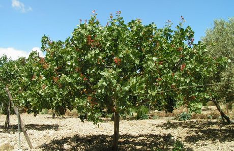 pistacchieto_artificiale.JPG