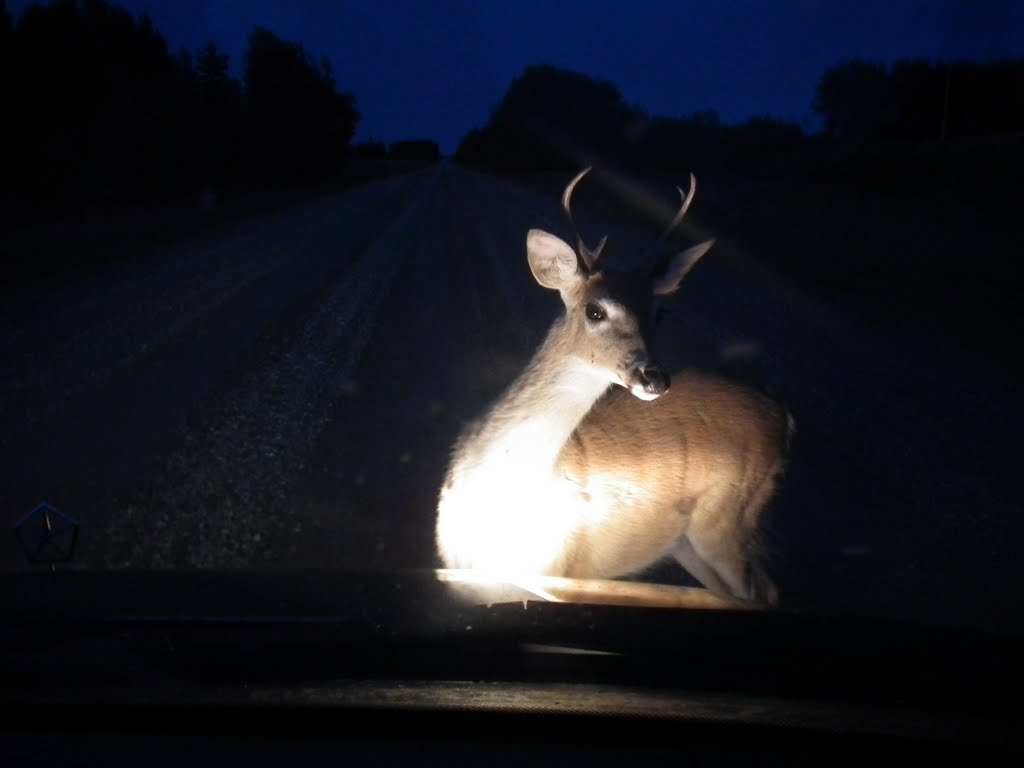 deer-headlight.jpg