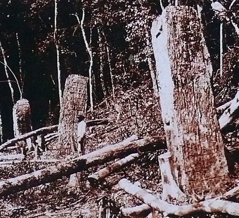 Calakmul 30-es évek Fotó.JPG